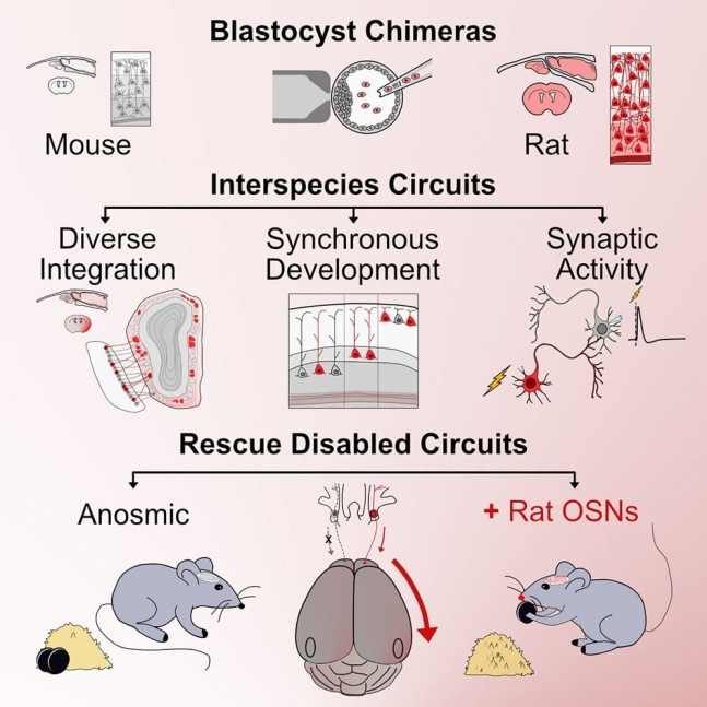 후각세포를 자리지 못하게 한 생쥐(mouse)의 초기 배아에 시궁쥐(rat)의 줄기세포를 주입해 배반포 키메라(blastocyte chimera)를 만들었다(위). 나중에 생쥐의 뇌에 전체에서 시궁쥐 신경세포가 자랐
