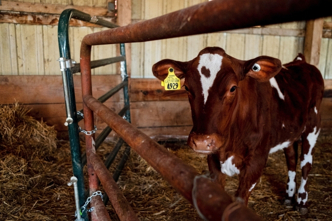 미국 일리노이주의 한 목장에서 조류인플루엔자(AI)로 격리된 소. 최근 연구 결과에 따르면 소에서 인간에게 조류인플루엔자가 감염된 첫 사례가 미국에서 나왔다./로이터 뉴스1