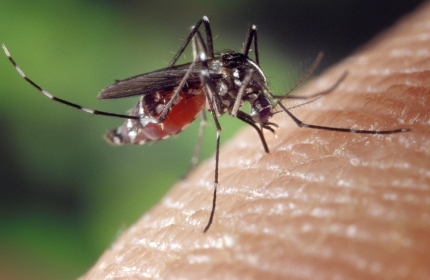 ⿭ ű Ʈ(Aedes aegypti)./ CDC