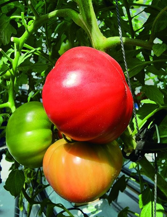 지플러스생명과학이 만든 비타민D가 함유된 토마토의 모습./지플러스생명과학