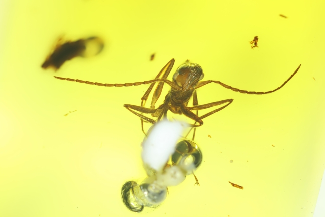 호박에 갇힌 1억년 전 제론토포미카 그라실리스(Gerontoformica gracilis) 개미 앞 모습. 오늘날 개미처럼 머리에 돋은 더듬이로 동료가 보낸 페로몬을 감지했다고 추정된다./일 홋카이도대