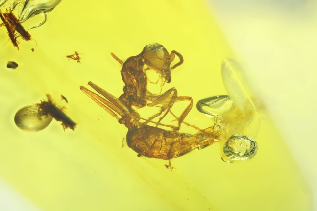 호박에 갇힌 1억년 전 제론토포미카 그라실리스(Gerontoformica gracilis) 개미 옆 모습. 오늘날 개미처럼 머리에 돋은 더듬이로 동료가 보낸 페로몬을 감지했다고 추정된다./일 홋카이도대
