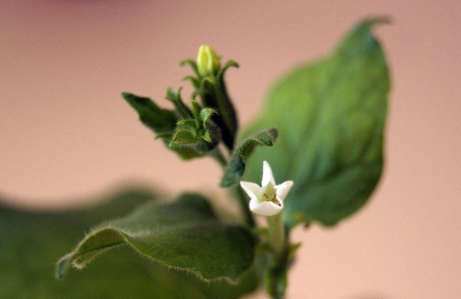 담뱃속 식물인 '니코티아나 벤타미아나(Nicotiana benthamiana)'. UC버클리 연구진은 모유에 있는 올리고당을 벤타미아나 잎에서 생산했다./위키미디어