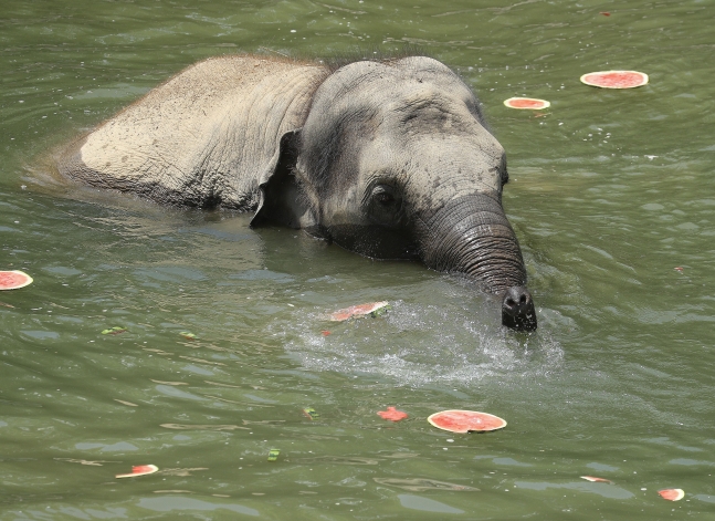 전국적으로 폭염 특보가 내려진 지난해 8월 3일 경기 과천시 서울대공원에서 열린 '동물들의 여름나기' 공개 행사에서 코끼리가 여름 특식을 먹고 있다. /뉴스1