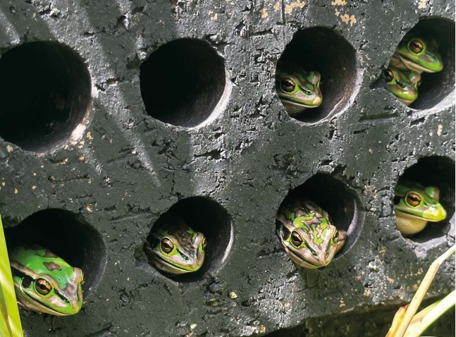 개구리가 곰팡이병을 막아낼 수 있는 은신처에 숨어 있다. 벽돌 안에 있으면 체온이 올라가 면역력이 높아진다./호주 맥쿼리대
