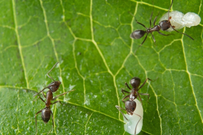 아르헨티나 개미는 동료가 병원성 곰팡이에 감염되면 몸안까지 침투하기 전에 제거해준다. 이를 통해 집단 전체로 곰팡이가 퍼지는 것을 막는다. 이른바 사회적 면역을 달성하는 것이다./오스트리아 과학기술연구원(ISTA)