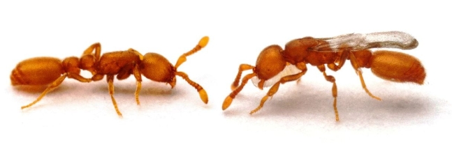 우세라에아 비로이(Ooceraea biroi) 종 약탈 개미의 일개미. 왼쪽은 일반 일개미이고 오른쪽은 돌연변이로 여왕개미처럼 날개가 생겼다. 가짜 여왕개미는 일을 팽개치거고 동료에 기생했다./Current Biol