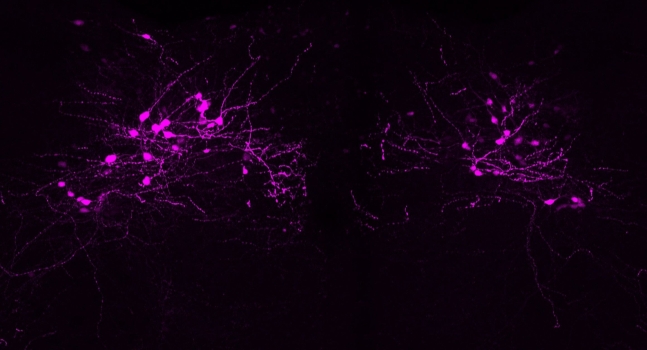 고립핵의 GLP-1 유사체 관련 신경 세포(붉은색)를 활성화하면 메스꺼움 없이 포만감을 높일 수 있었다./알리샤 아코스타, 미국 모넬화학감각센터