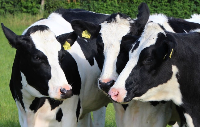 미국 농장에서 소가 고병원성 조류인플루엔자(H5N1)에 감염되는 사례가 늘어남에 따라 국가들은 이 바이러스가 사람에게 퍼질 위험에 대비하고 있다./pixabay