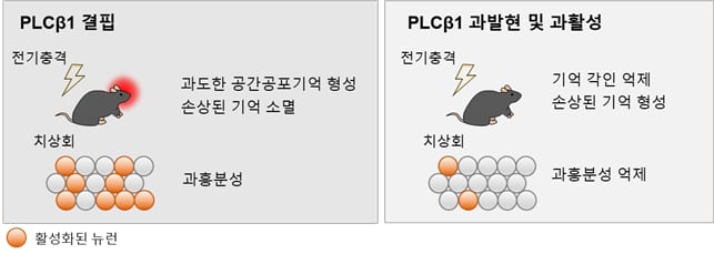 KAIST 허원도 교수 연구팀이 광유전학 기술을 활용해 단백질의 기억 형성을 억제하는 기술을 개발했다. 해마에서 PLCβ1 발현 조절을 통해 기억 형성을 조절하는 과정./KAIST