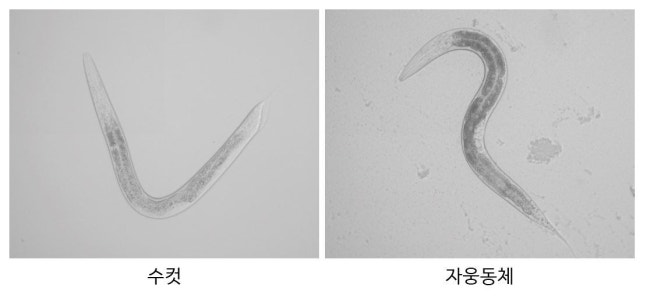 이승재 한국과학기술원(KAIST) 생명과학과 교수 연구진이 예쁜꼬마선충의 수컷(왼쪽)과 자웅동체(오른쪽)를 비교해 자가포식(Autophagy) 활성화 정도가 성별에 따른 면역력 차이를 만든다는 것을 밝혔다./KAIS