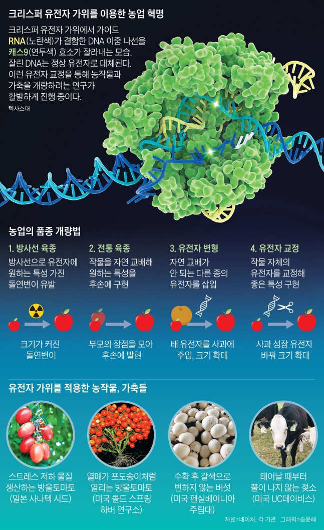 크리스퍼 유전자 가위가 가져오는 농업 혁명./조선DB