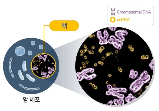 국내 연구진이 암이 재발하거나 전이하는 과정에서 ‘염색체외DNA(ecDNA)’가 중요한 역할을 한다는 사실을 밝혀냈다./성균관대