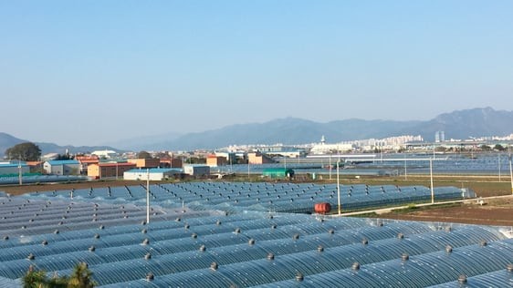 김해공항 주변 대저동 일대 농지(사진은 기사 내용과 무관함)./조선DB
