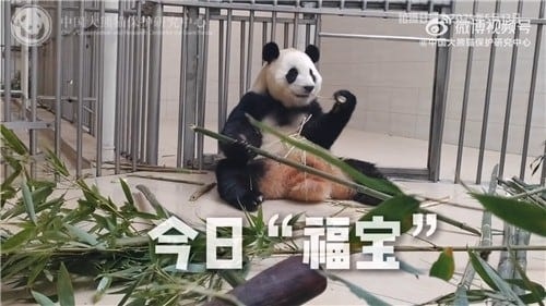 ‘구토·설사’ <b>푸바오 건강 이상설</b>에… 中판다센터 “정상 상태” 해명