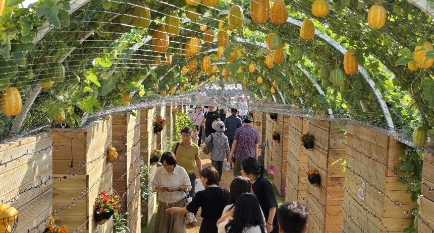 주말인 17일 경북 성주 성밖숲 일원에서 열리고 있는 '성주 참외·생명 문화축제'에 참여한 시민들이 참외터널을 구경하고 있다. / 뉴스1