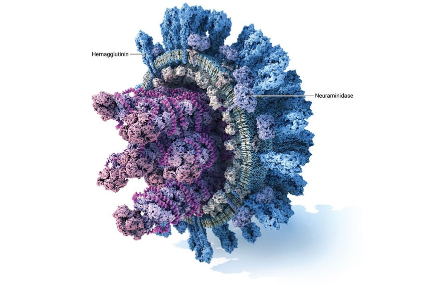 독감 바이러스 구조도. 표면의 헤마글루티닌(hemagglutinin, 파란색) 단백질은 바이러스가 사람 호흡기 세포에 달라붙는 열쇠 역할을 하며, 뉴라미니디아제(neuraminidase, 보라색)은 증식 후 세포를 