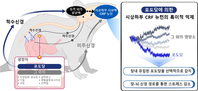 KAIST 연구팀이 뇌 시상하부 CRF 뉴런이 장내 칼로리를 지닌 포도당에만 반응한다는 사실을 밝혀냈다./KAIST