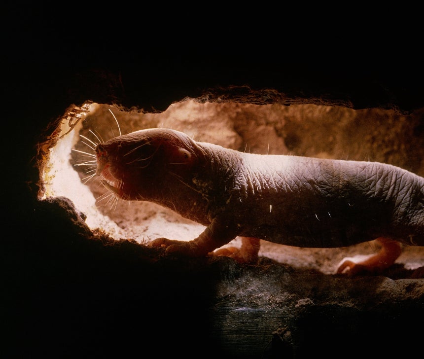 벌거숭이두더지쥐는 수명이 같은 몸집의 쥐보다 10배나 길다. 사람으로 치면 800세 이상 사는 셈이다. 암에도 걸리지 않고 통증도 느끼지 않는다. 심지어 산소가 없어도 18분을 견딜 수 있다./NEIL BROMHAL