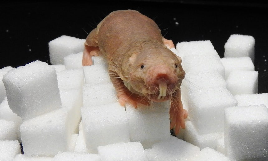 각설탕 위의 벌거숭이두더지쥐. 산소가 부족해지면 포도당 대신 과당을 분해해 에너지를 생산한다./Jane Reznick/Gary Lewin/MDC/PA