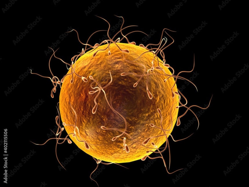 난자 주위에 정자들이 모인 모습의 일러스트./Adobe Stock