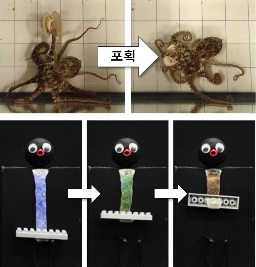 한국과학기술연구원 기능성복합소재연구센터 소속 김대윤 박사 연구팀이 개발한 소프트 로봇 ‘옥토이드’(OCTOID) 설명 자료./KIST