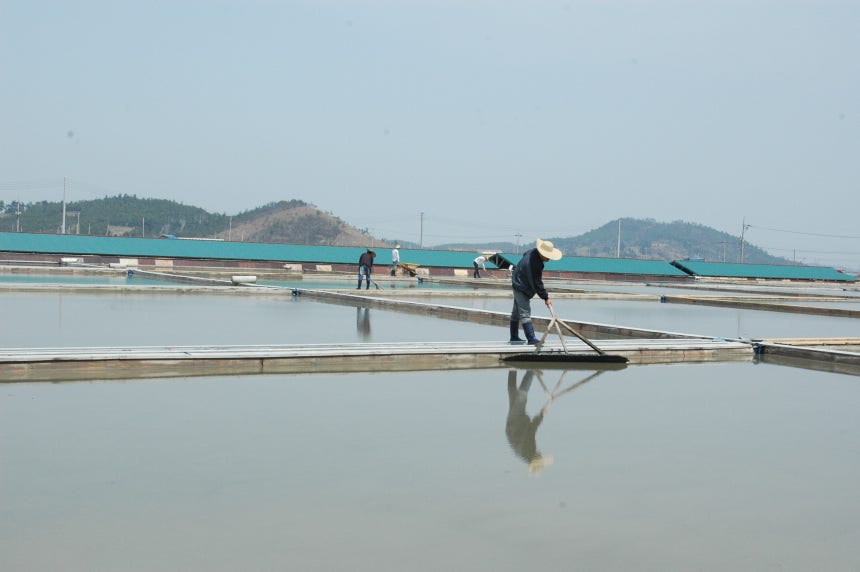 전남 신안군 신의도 염전에서 인부들이 나무판으로 바닥에 가라앉은 소금을 긁어 모으고 있다. /조선DB