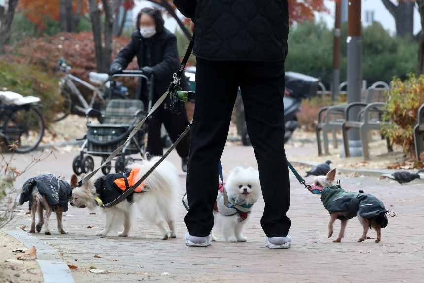 11일 대구 서구 감삼못공원에서 한 시민이 반려견 4마리와 함께 산책하고 있다./뉴스1