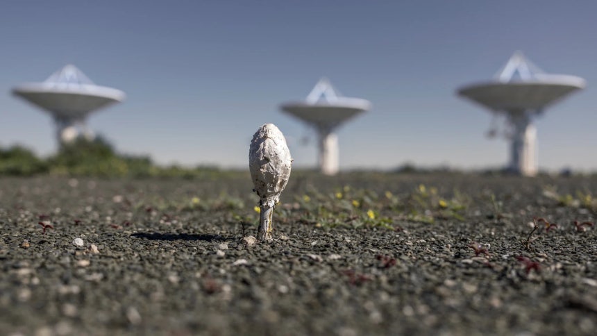 네이처 선정 2025년 최고의 과학사진./Marco Longari/AFP via Getty