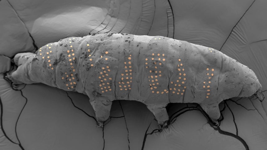 네이처 선정 2025년 최고의 과학사진./Adapted from Z.Yang et al.Nano Lett.15,6168–6175 (2025)
