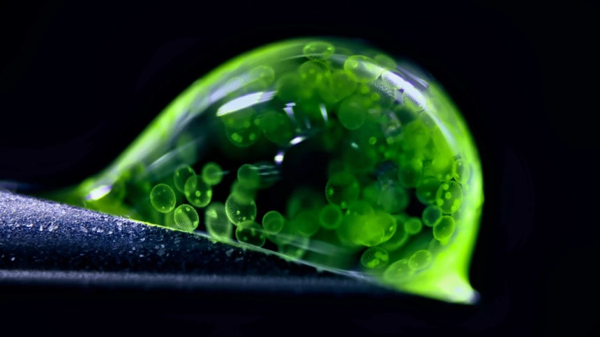 네이처 선정 2025년 최고의 과학사진./Jan Rosenboom/Nikon Small World