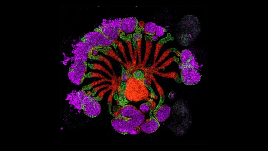네이처 선정 2025년 최고의 과학사진./Pedro Medina/Li Lab