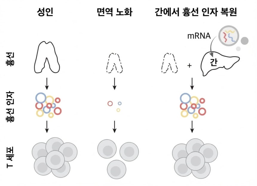 mRNA로 면역 체계를 회춘하는 방법.나이가 들면 흉선이 줄어들고 세포 성장 인자들도 감소한다.이로 인해 T세포도 감소해 면역 기능이 떨어진다.흉선 대신 간에 세포 성장 인자를 만들 mRNA를 주입하면 T세포 