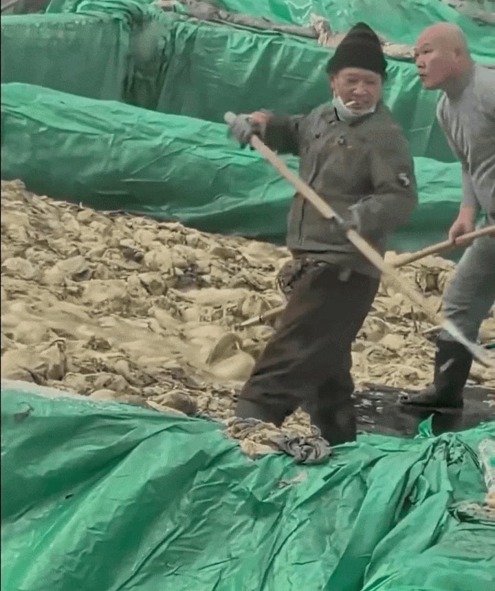 중국 동북부 랴오닝성의 한 절임배추 공장에서 작업자가 담배를 피우고 침을 뱉고 있다./SNS 캡처