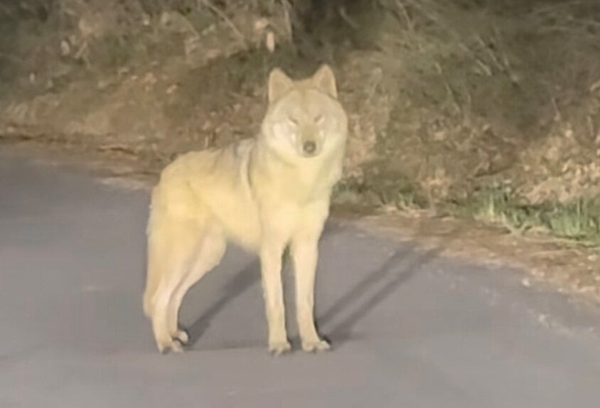 대전 오월드에서 탈출한 늑대 '늑구'가 신고자에 의해 발견된 모습./스레드 캡처