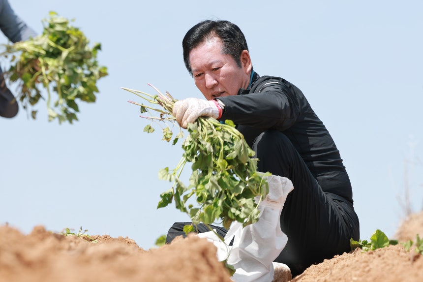 더불어민주당 정청래 대표가 21일 경남 통영시 욕지도 고구마 재배 현장을 찾아 고구마 순을 심고 있다./연합뉴스