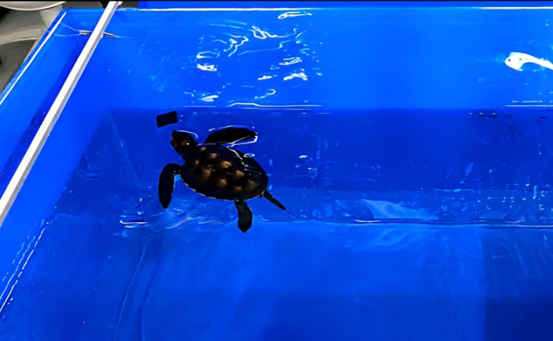 바다거북이 플라스틱 먹는 이유... "해파리 같은 먹이로 인식" - 뉴스 썸네일 이미지