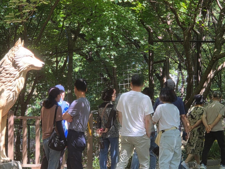 주말인 6일 오월드 늑대 사파리에 관람객들이 모여들어 늑구를 찾고 있다./ 뉴스1