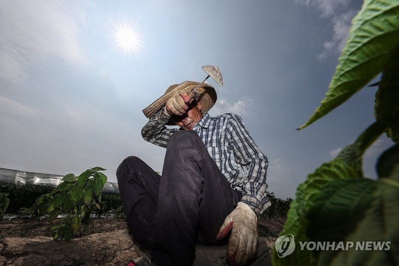 <b>온열질환</b>자 1천명 육박…<b>역대급 폭염</b>에 작년의 2배로 급증