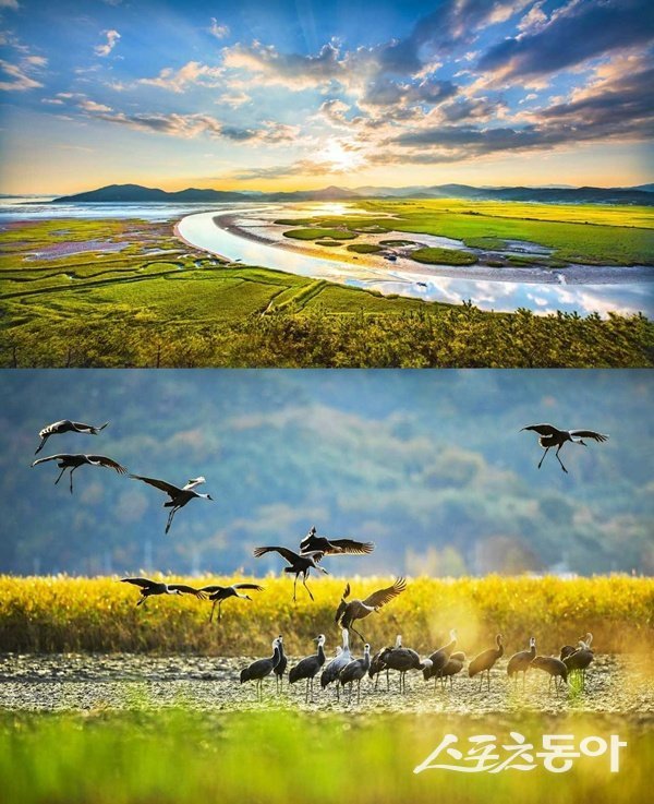 용산전망대에서 바라본 순천만습지. 사진제공=순천시