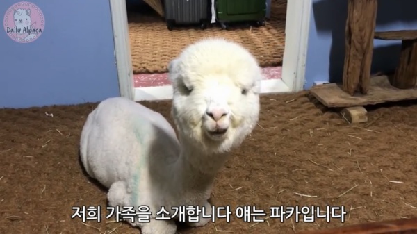 원본 이미지