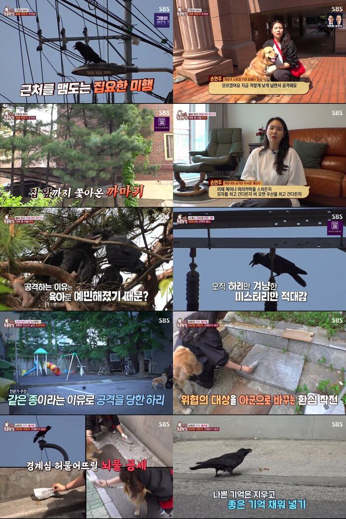 까마귀에게 미운털 박힌 리트리버 '하리'의 수난기…'TV<b>동물농장</b>', 최고...