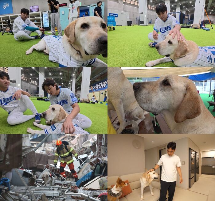 '튀르키예 붕대 투혼' <b>구조견 토백이</b>, 구자욱·김영웅도 반했다…'TV동물...
