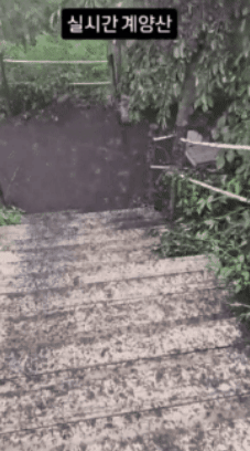 [영상] "이건 재앙 수준, 기절할 뻔"… <b>계양산</b> <b>점령</b>한 '<b>러브버그</b>' 충격