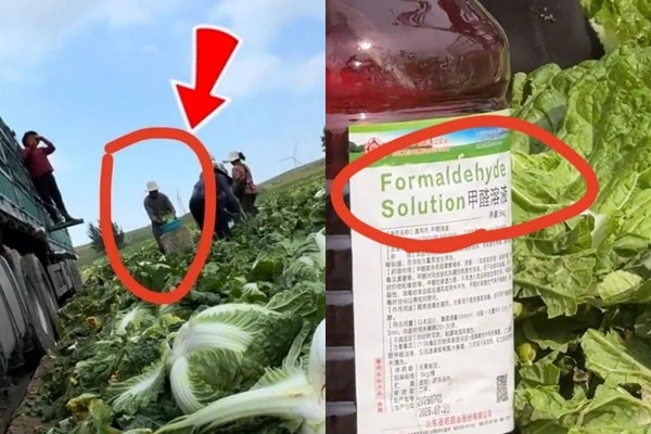 이번엔 '<b>포름알데히드 배추</b>'…중국, 식재료 위생 문제 또 터져