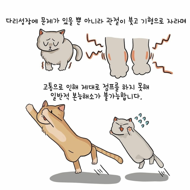 대마초를 피우는 고양이 만화