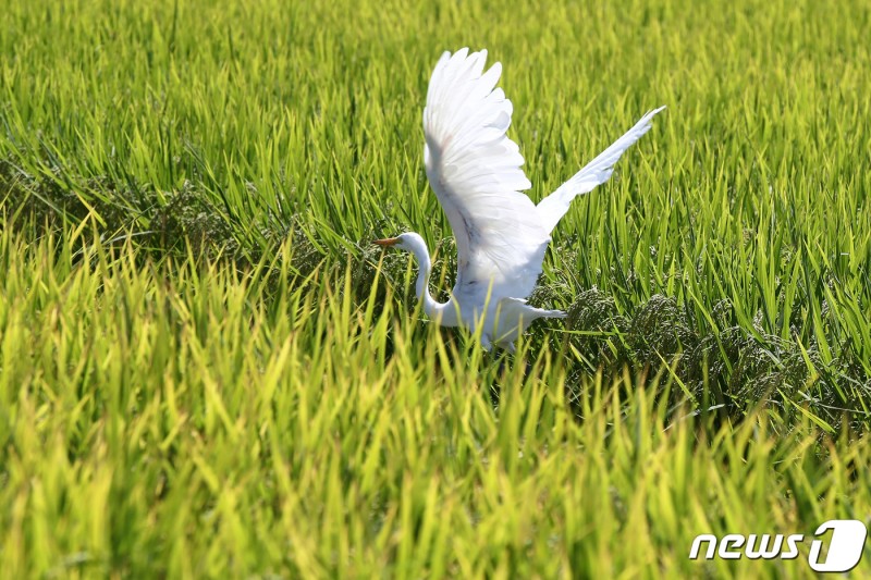 가을 <b>백로</b>