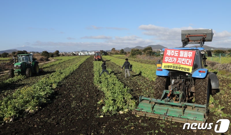 <b>제주 월동무</b> 산지폐기