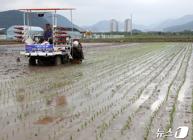 <b>부산</b> 첫 <b>모내기</b>