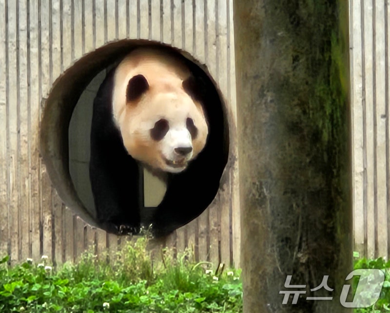 "<b>푸바오</b>, 반갑다"…<b>중국</b>서 첫 <b>공개</b>되자마자 '대나무 먹방' 씩씩